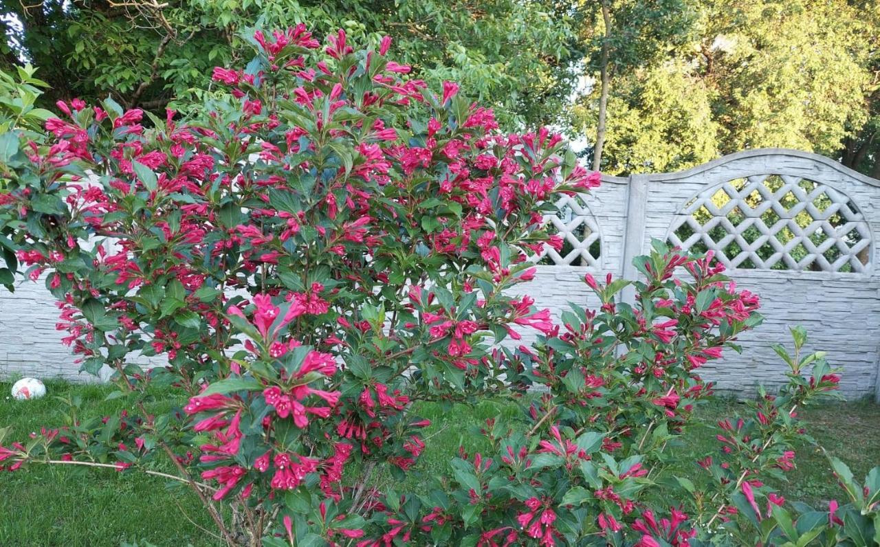 Вілла Magnolia Gospodarstwo Agroturystyczne Казімеж-Дольний Екстер'єр фото